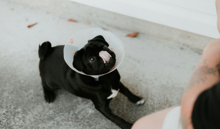 SEGURO PARA MASCOTAS